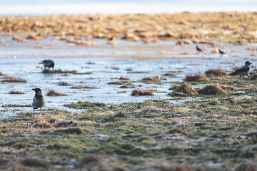 three crows on ice on flooded meadow, Lielupe, Latvia