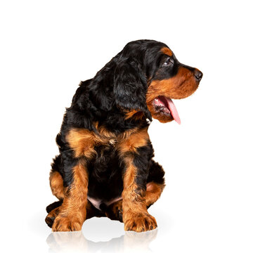 Portrait of an adorable gordon setter puppy isolated on white background