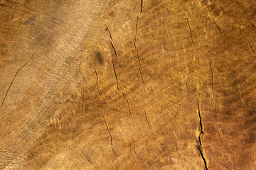 tło z naturalnego drewna ściętego pnia drzewa - obrazy, fototapety, plakaty