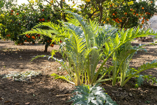 Cardoons in an orchard with orange trees
