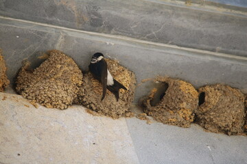 swallows in nests