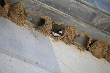 Swallows nests birds