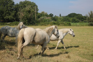white horses 