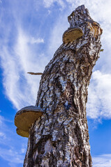 Birch Tree With Fungi