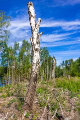 Foto auf Alu-Dibond Standing Birch Trunk © UllrichG