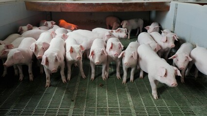 Young little pigs on a farm in a pigsty look into the camera and sniff in close-up. Growing pork