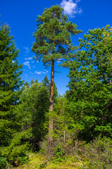 Fototapeta premium Piece Of Mixed Forest