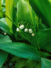 White flowers of the Lily of the valley. lat. Convallaria.