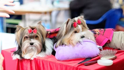 Tuinposter Wonderful dogs Beaver Yorkshire Terrier with long hair and red bonts lie on pillows © Ihar