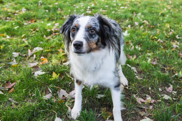 Blue Merle Australian Sheppard Aussie Dog or Puppy Playing Catch and Running Outside in the Grass