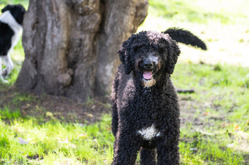 Happy Black Fluffy Golden Doodle or Poodle Playing Catch With a Ball and Spending Time Outside