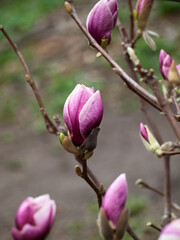 pink magnolia flowers