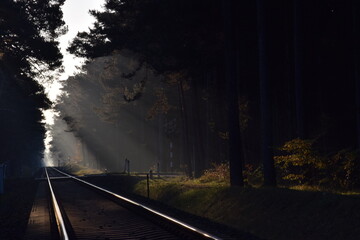 Tory, las, niebo © Robert