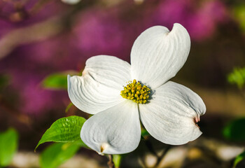 View of one beautiful dogwood flower with blooming redbud tree in background