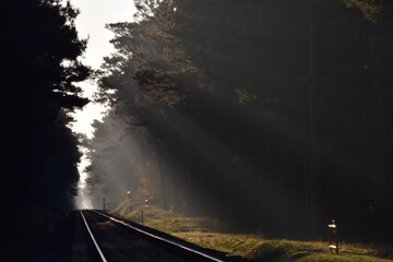 Tory, las, niebo © Robert