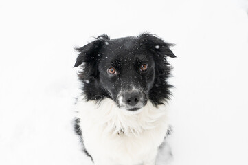 Black and White Miniature Australian Sheppard Aussie Dog in the Falling Snow