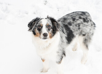 Blue Merle Miniature Australian Sheppard Dog Playing Outside in The Falling Snow