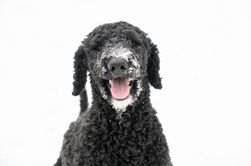Black Golden Doodle Poodle Dog Playing in the Falling Snow With Snow on Her Muzzle