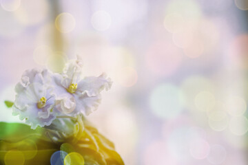 Soft warm nature spring background with pronounced bokeh and blur