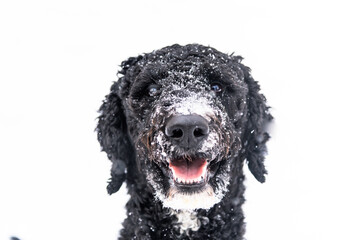 Black Golden Doodle Poodle Dog Playing in the Falling Snow With Snow on Her Muzzle