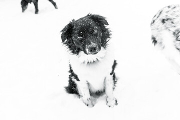 Black and White Miniature Australian Sheppard Aussie Dog in the Falling Snow