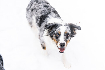 Blue Merle Miniature Australian Sheppard Dog Playing Outside in The Falling Snow