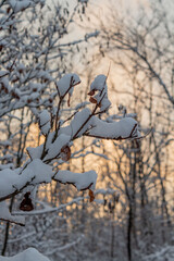 Winter sunset, pink clouds and snow covered trees