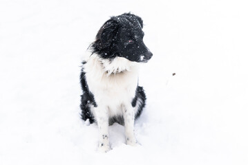 Black and White Miniature Australian Sheppard Aussie Dog in the Falling Snow