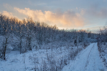 Winter sunset, pink clouds and snow covered trees