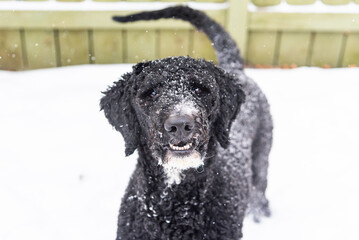 Black and White Golden Doodle Poodle Playing Outside With Snowflakes on Fur Sitting Outside During Michigan Winter