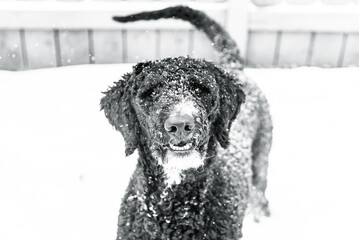 Black and White Golden Doodle Poodle Playing Outside With Snowflakes on Fur Sitting Outside During Michigan Winter