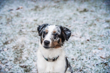 Blue Merle Australian Sheppard With Snowflakes on Fur Sitting Outside During Michigan Winter