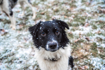 Black and White Australian Sheppard With Snowflakes on Fur Sitting Outside During Michigan Winter
