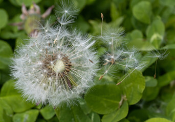 Dandelion with flying seeds on a green field, macro view.