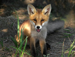 Naklejka na ściany i meble A wild red fox cub at its burrow in its natural habitat.