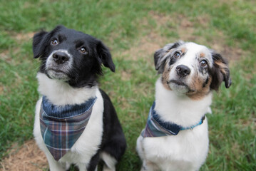 Australian Sheppard Puppies and Dogs Sitting Outside in the Sunshine and Grass
