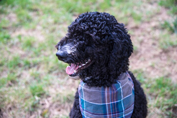 Black Golden Doodle or Poodle Sitting with a Bandanna in the Summer
