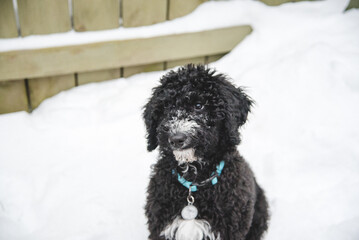 Happy Golden Doodle Dog and Puppy Playing in the Snow in Michigan During Winter