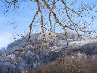 Winter landscape in the forest