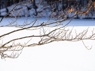 Winter landscape in the forest