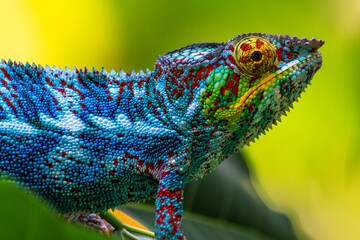 very colourful close up chameleon macro