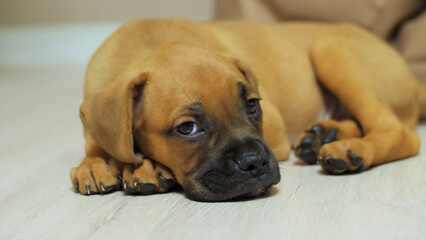 Little young german boxer puppy lies on the floor, raises his head and yawns, tired dog