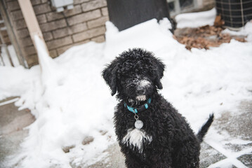 Happy Australian Sheppard and Golden Doodle Dogs and Puppies Playing in the Snow in Michigan During Winter