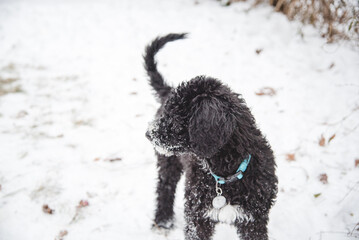 Happy Australian Sheppard and Golden Doodle Dogs and Puppies Playing in the Snow in Michigan During Winter