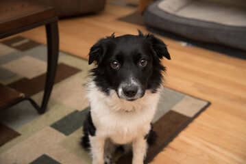 Black and White Australian Sheppard Pet Dog Sitting Inside and Looking Beautiful