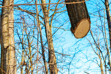 Tree without rootsTree rings with background, wood texture, wooden icon with splits and cracks