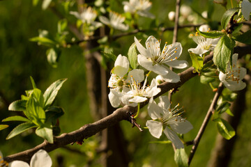 white flowers of a tree