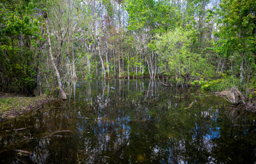 Hidden Aligator In Florida Everglades Swamp Water Reflections Trees And Sky