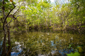 Fototapeta na wymiar Florida Everglades Swamp Water Reflections Trees And Sky