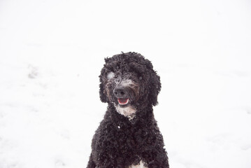 Happy Australian Sheppard and Golden Doodle Dogs and Puppies Playing in the Snow in Michigan During Winter